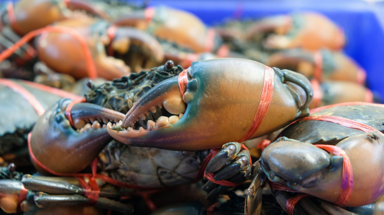 Crab with tied claws