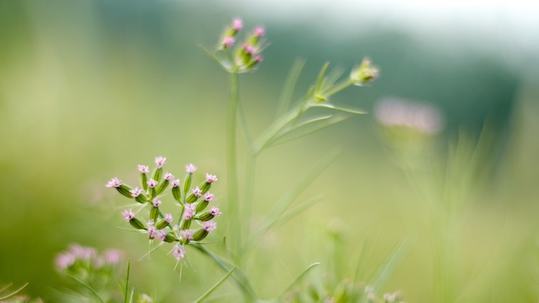 cumin flower on green background