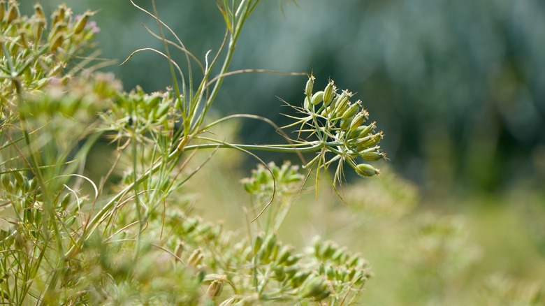 cumin flowers on green plants