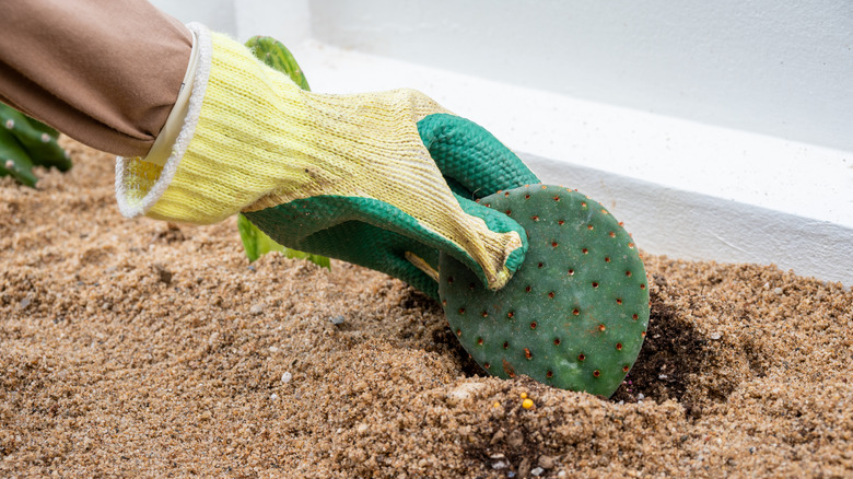 A person wearing gloves planting a nopal cactus paddle in sand