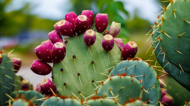 Nopales cacti paddles with spines and purple prickly pears on top