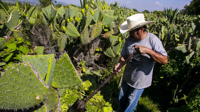 A farmer tending to nopales cacti in Mexico