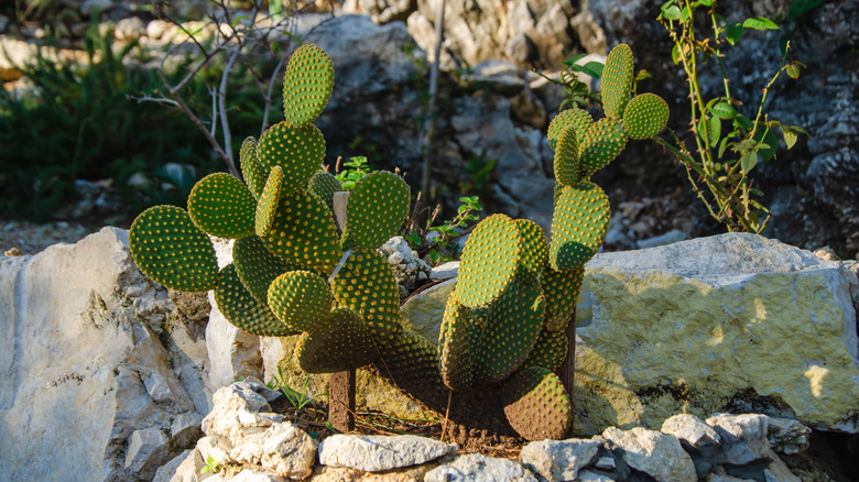 Opuntia cactus growing in stones