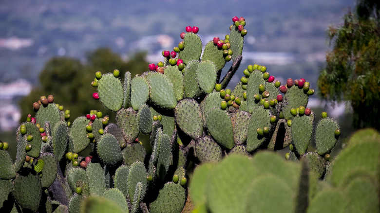 Nopales cacti with prickly pear fruit growing in Mexico