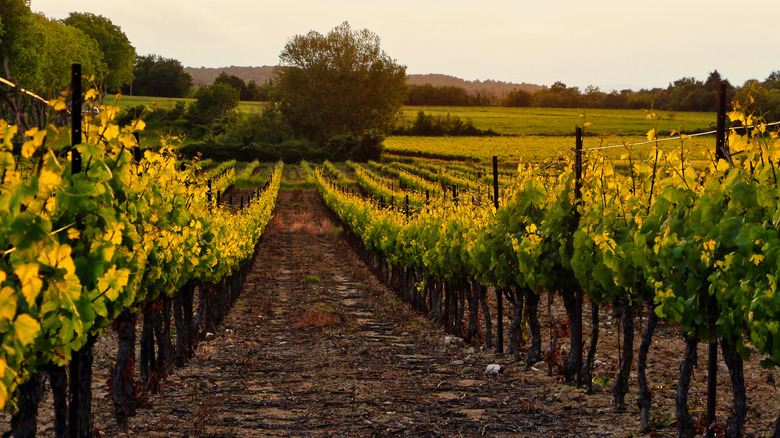 sloping wine vineyard