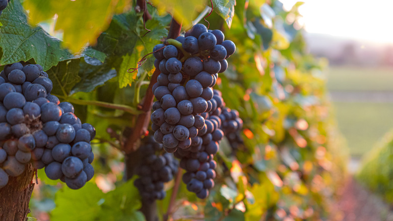 red wine grapes on vine