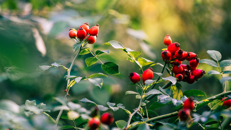 bright rosehips on branches against green background