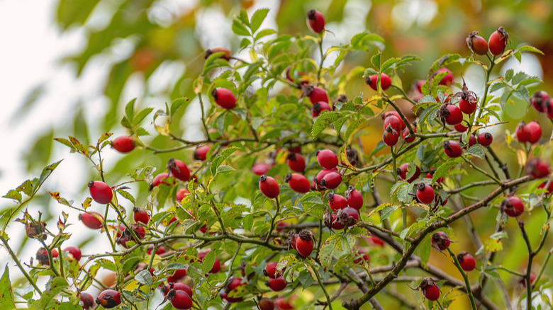 a hedgerow with rosehips growing abundantly