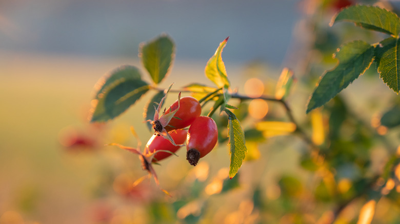 small cluster of rosehips against golden sunlit field