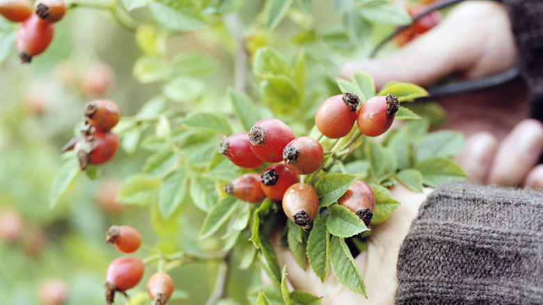 hands trimming rosehips off the bush