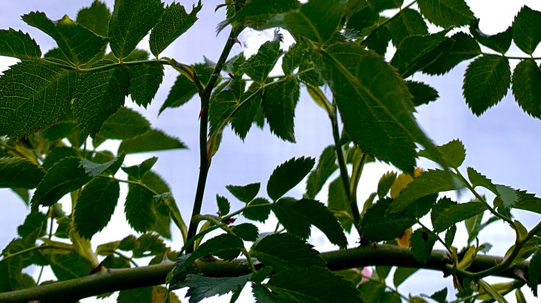 pink roses and leaves against blue sky