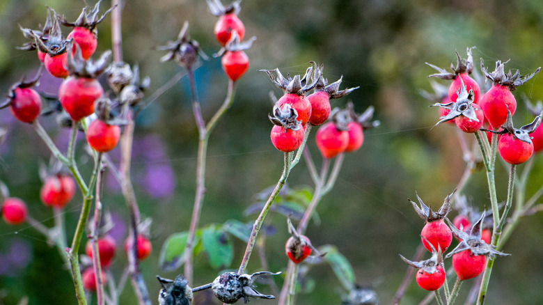 bright red rosehips against a background of green