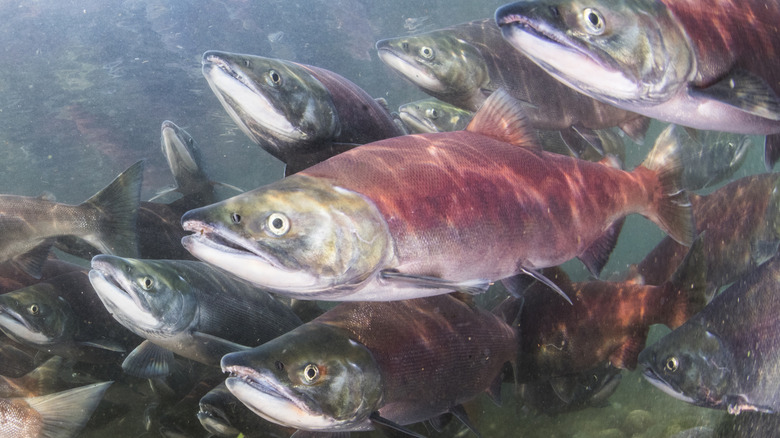 salmon swimming in a school