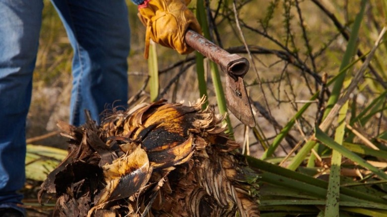 A person cutting a Dasylirion plant to make sotol