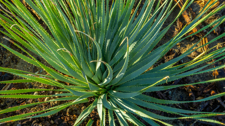 A Dasylirion plant growing the wild