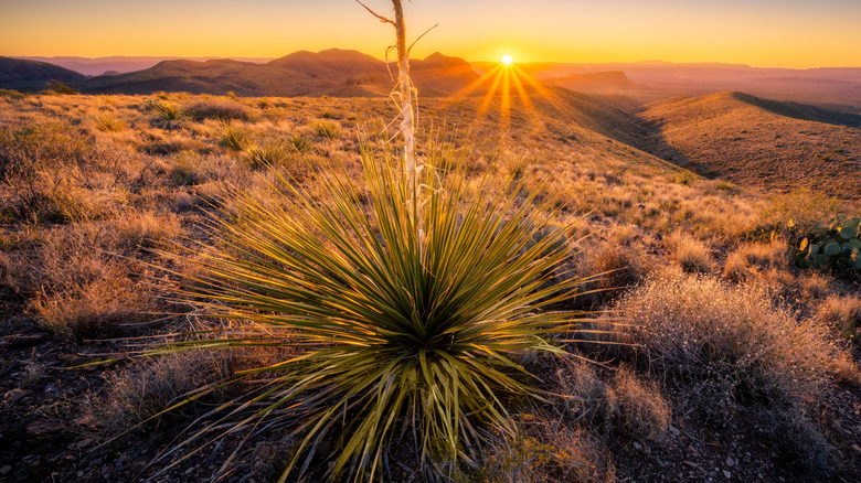 A Dasylirion plant in the desert with the sun setting in the background