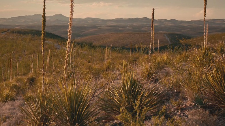 Sotol plants in the grassy hills of the Chihuahuan Desert