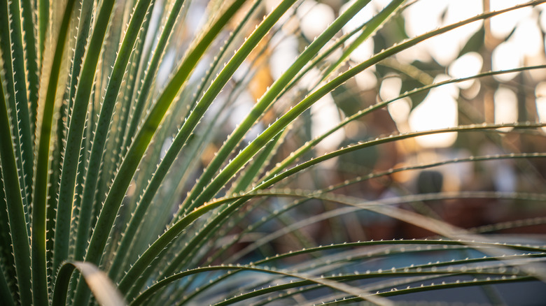 A close-up shot of a Dasylirion plant growing in the desert in Mexico