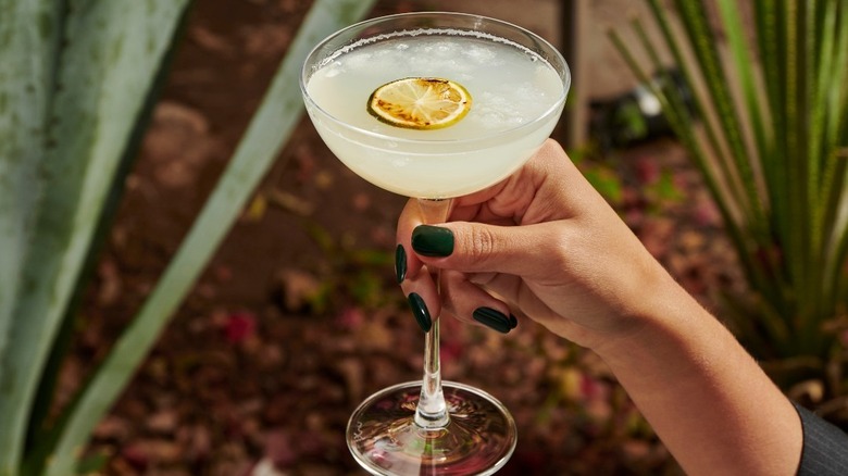 A person holding a sotol cocktail outside next to Dasylirion plants