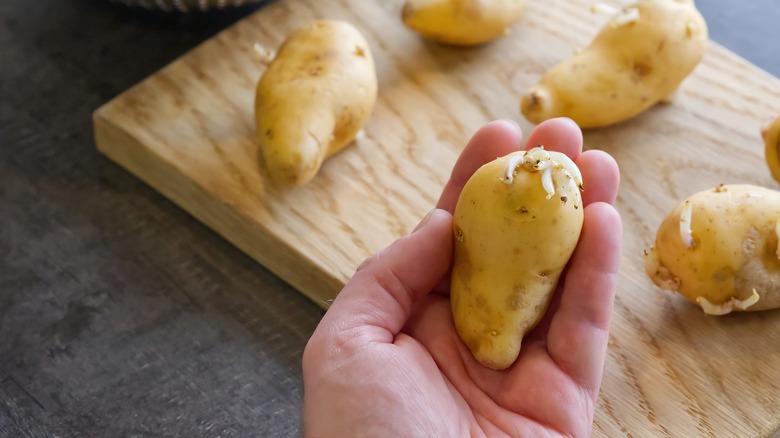 Hand holding a sprouted potato