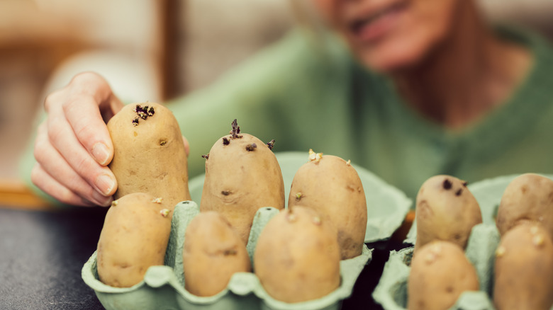 Person handling potatoes with sprouts