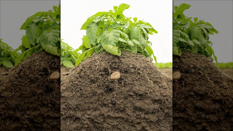 Potato plant cross-section