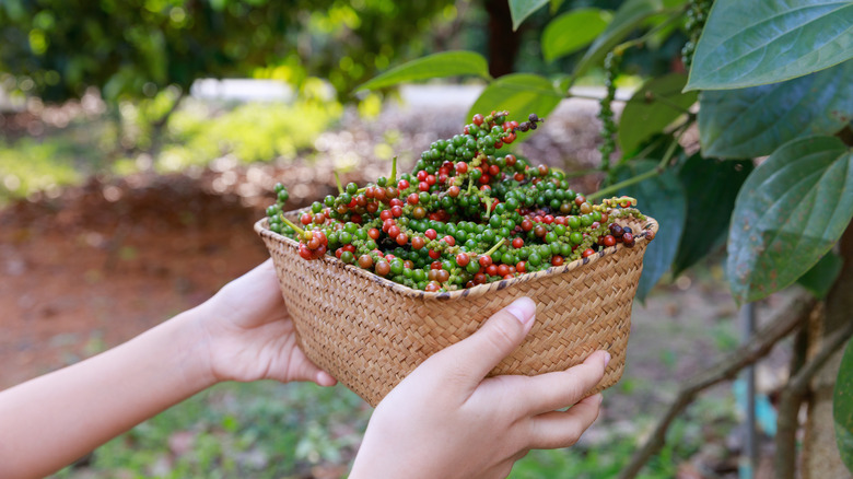 hands holding basket of pepper