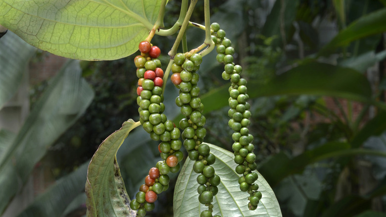 ripening berries on pepper plant