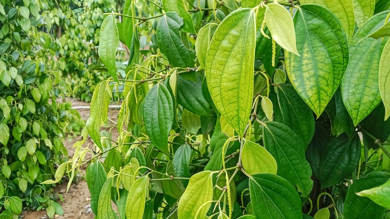 black pepper plants on plantation