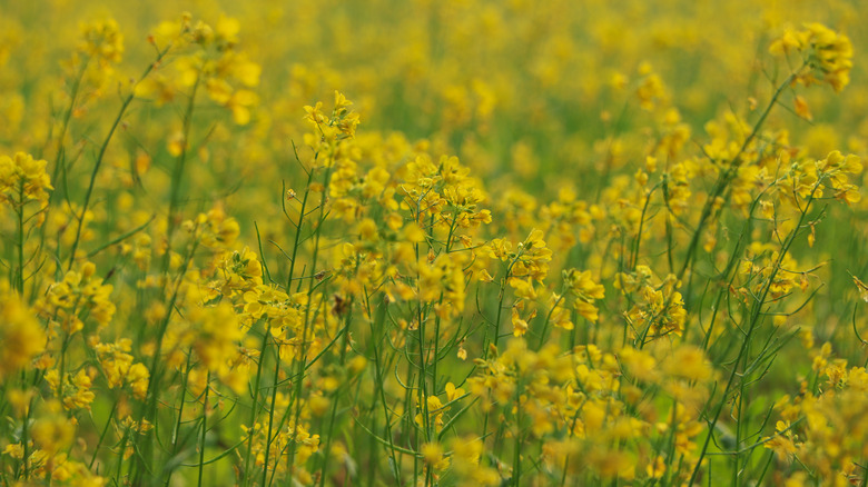 mustard plants in flower