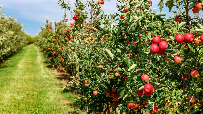 apple orchard