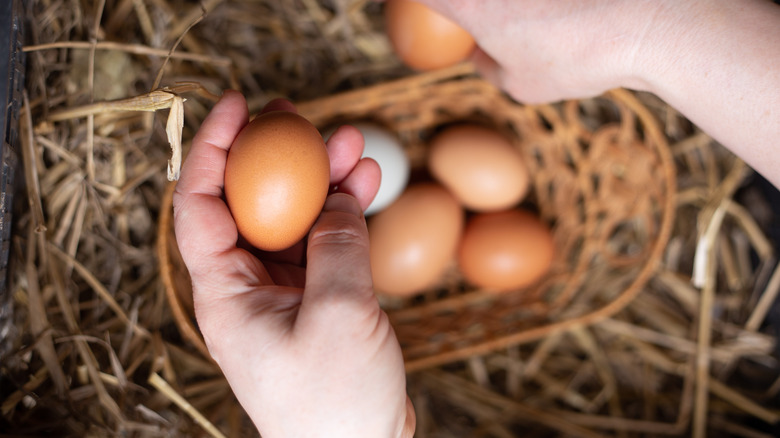 A person collecting eggs from a coop