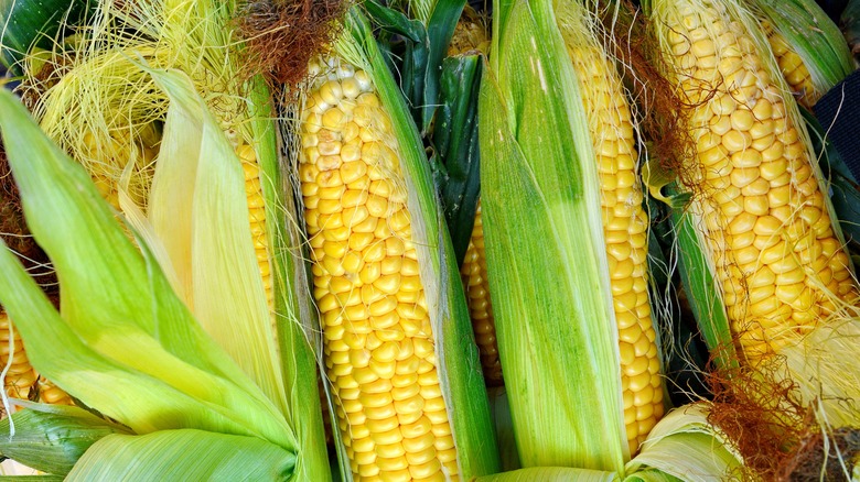 ears of corn