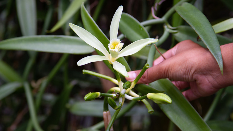 pollenating vanilla flowers