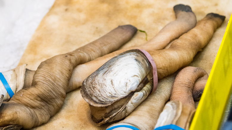 Close-up of geoduck