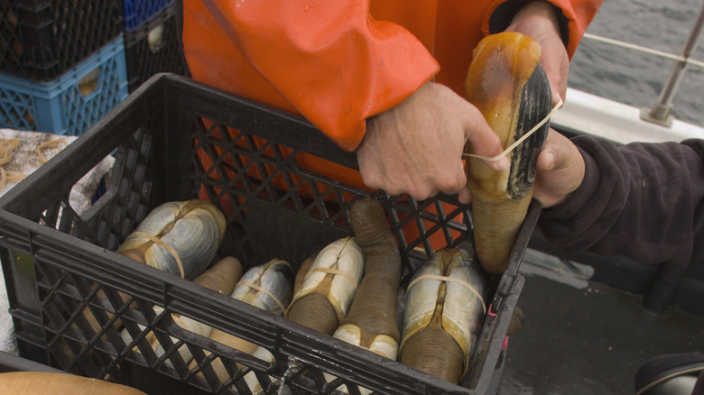 Freshly caught geoduck