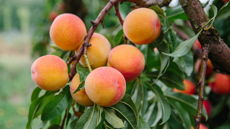 Peaches hanging from tree