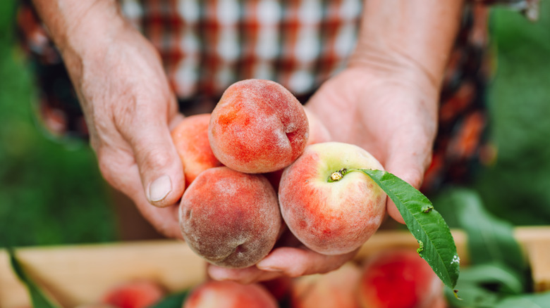 Peaches on a branch