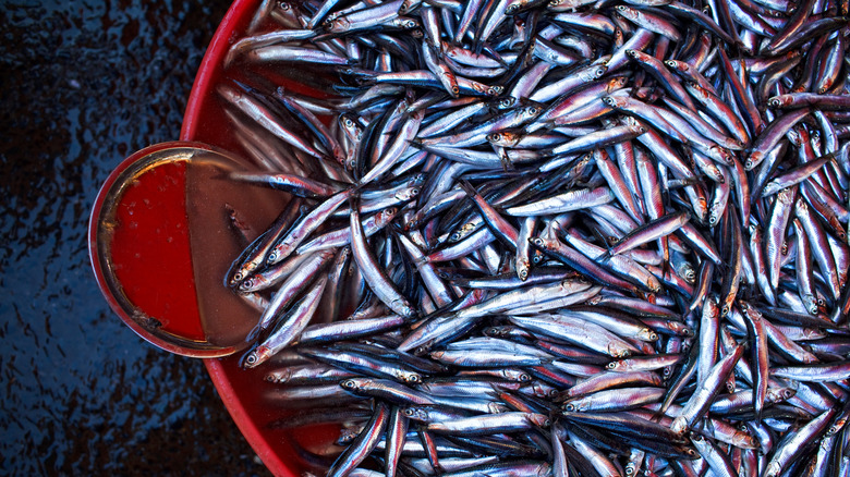 bowl of fresh anchovies