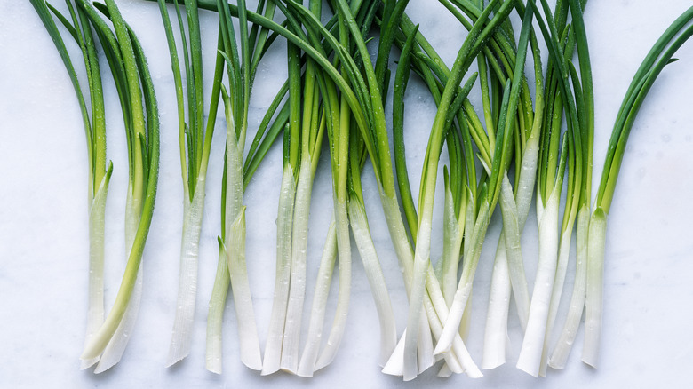 Green onions on a white backdrop