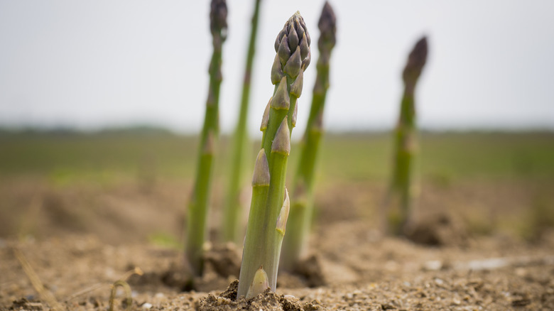 Asparagus growing from the earth