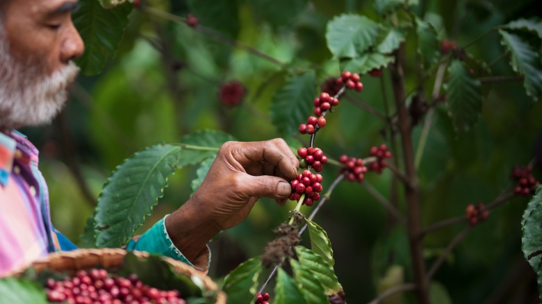 Man picking coffee from vine