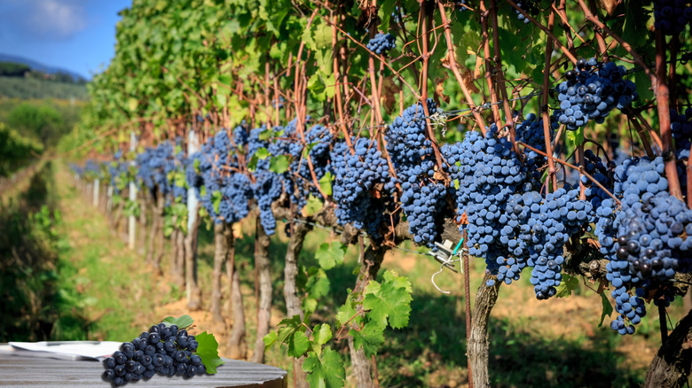 vineyard with grape clusters