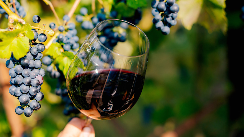 red wine glass in vineyard