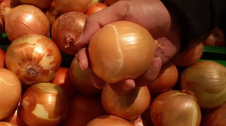 hand selecting an onion