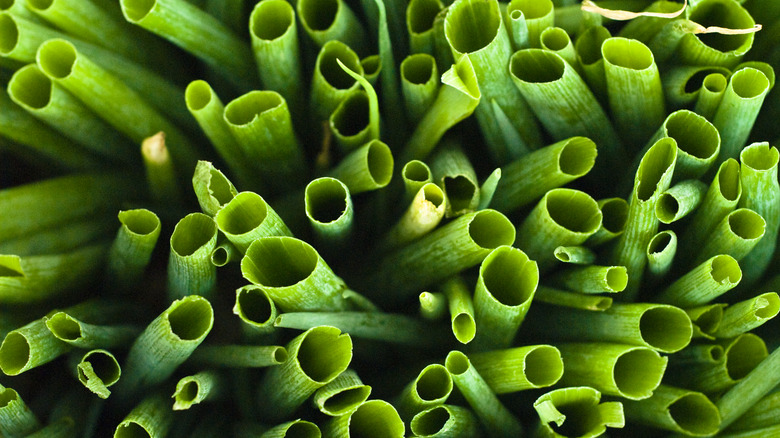 The green tubular tops of organic spring onions