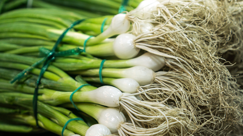 A bunch of spring onions tied together