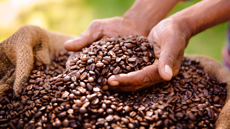 Farmer with handful coffee beans
