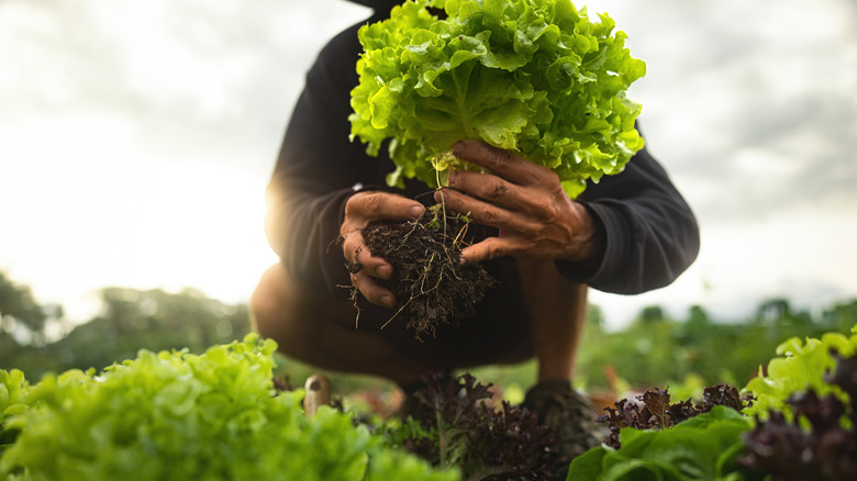 Farmer plucking salad from the ground