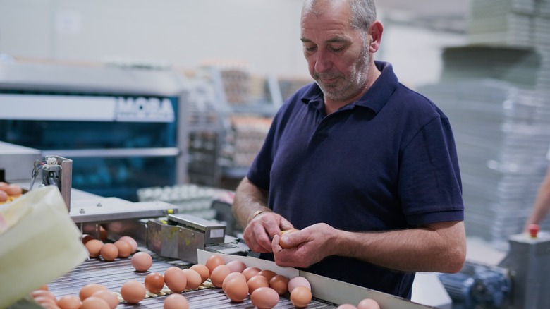 Man inspecting eggs on a conveyor belt